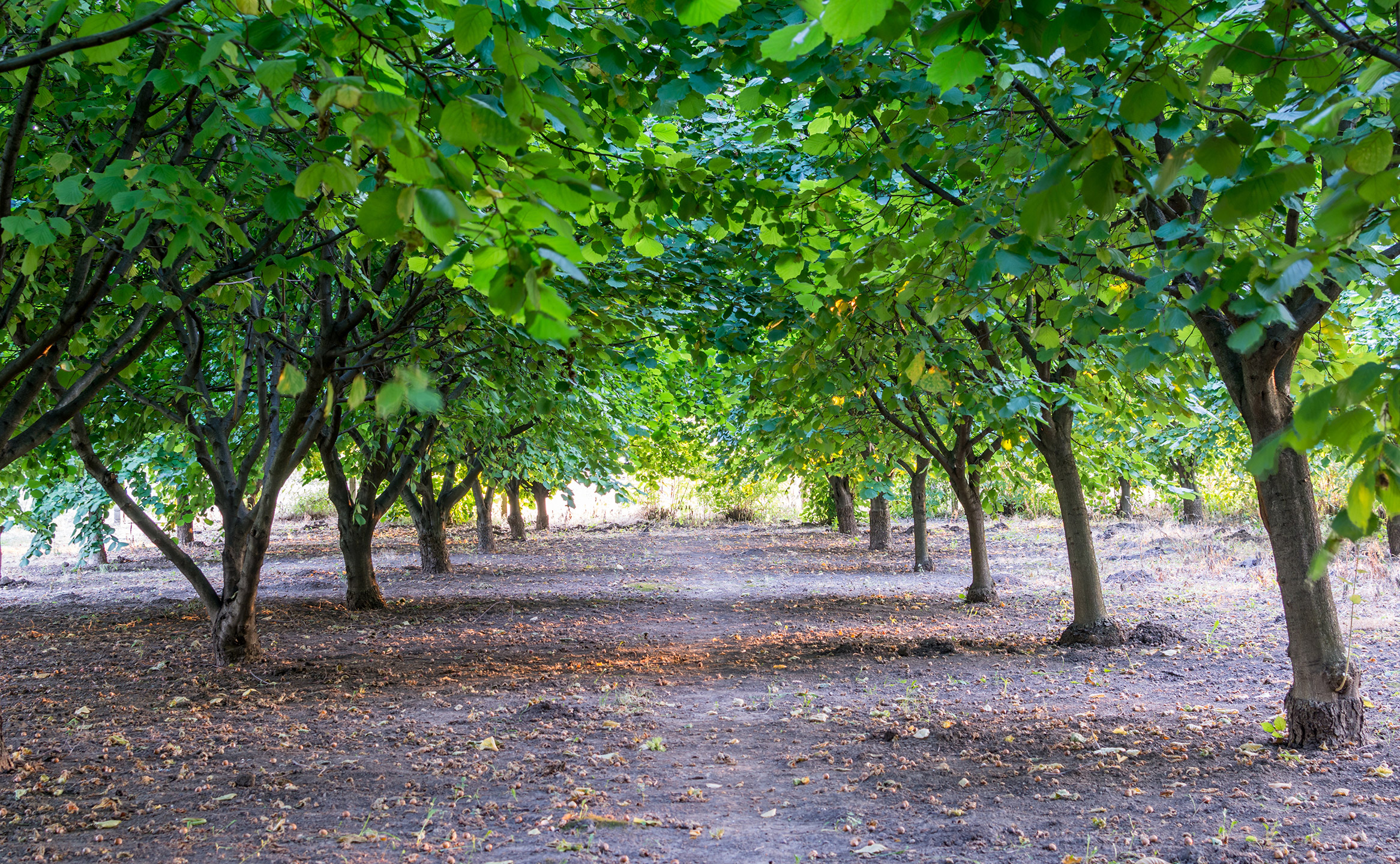 hazelnut tree